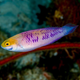 Meet Cirrhilabrus wakanda, the Vibranium wrasse.
